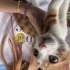 İstanbul Sarman Yavru Kedi fotoğraf