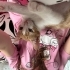 İstanbul Sarman Yavru Kedi fotoğraf