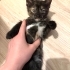 Sevimli Ninja kaplumbağa kardeşler kuğuludan fotoğraf