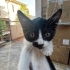 Oyuncu felix kedisinden bile güzel bir felixe :) fotoğraf