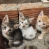 Bodrum içi 7 kardeş ömürlük yuva arıyor fotoğraf