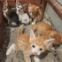 Bodrum içi 7 kardeş ömürlük yuva arıyor fotoğraf