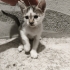 Bodrum içi 7 kardeş ömürlük yuva arıyor fotoğraf