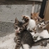 Bodrum içi 7 kardeş ömürlük yuva arıyor fotoğraf