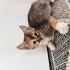 KEDİMİN YAVRULARINA YUVA ARIYORUM fotoğraf
