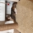 KEDİMİN YAVRULARINA YUVA ARIYORUM fotoğraf