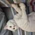 Tıraşlı Kısır Aşıları Tam fotoğraf