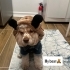 Enerjik sevimli ve ilgi dolu fotoğraf
