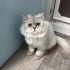british longhair yumak yuva arıyor fotoğraf