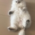 british longhair yumak yuva arıyor fotoğraf