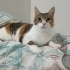 Kendini sevdirmeye bayılan kedi yuva arıyor fotoğraf