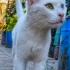 Beyaz yuva arıyor fotoğraf