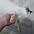 Sabırlı ve Sevgi Dolu Yuvasını Arayan Sadık Bir Dost fotoğraf