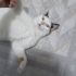 Sabırlı ve Sevgi Dolu Yuvasını Arayan Sadık Bir Dost fotoğraf