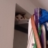 Sabırlı ve Sevgi Dolu Yuvasını Arayan Sadık Bir Dost fotoğraf