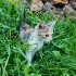 Cins değil ama tam bir prenses :) fotoğraf