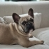 French Bulldog Atlasımız fotoğraf