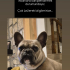 French Bulldog Atlasımız fotoğraf