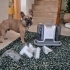French Bulldog Atlasımız fotoğraf