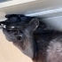 SABIRLI VE SEVGİ DOLU ÖMÜRLÜK YUVA ARANIYOR 🐾 fotoğraf