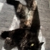 British longhair kısır kedimiz fotoğraf