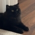 British longhair kısır kedimiz fotoğraf