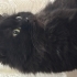 British longhair kısır kedimiz fotoğraf