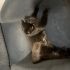 British longhair kısır kedimiz fotoğraf