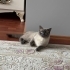 Blue poınt brıtısh shorthair dişi kedi fotoğraf
