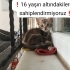 Denizli'de uslu kedi 🐈🐱 fotoğraf