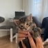 1 aylık yavru oyuncu kedi fotoğraf