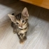 1 aylık yavru oyuncu kedi fotoğraf
