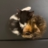 1 aylık yavru oyuncu kedi fotoğraf