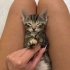 1 aylık yavru oyuncu kedi fotoğraf
