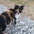 Parkta yaşayan üç renkli nadir bir kedi fotoğraf