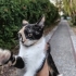 Parkta yaşayan üç renkli nadir bir kedi fotoğraf