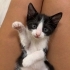1 aylık yavru smokin kedi fotoğraf