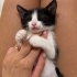1 aylık yavru smokin kedi fotoğraf