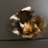 1 aylık yavru smokin kedi fotoğraf