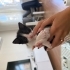 1 aylık yavru smokin kedi fotoğraf