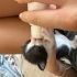 1 aylık yavru smokin kedi fotoğraf