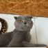ONA ÖMÜR BOYU SÜRECEK BİR YUVA ARIYORUZ fotoğraf