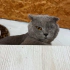 ONA ÖMÜR BOYU SÜRECEK BİR YUVA ARIYORUZ fotoğraf