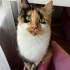 Eşsiz kedi CİCİ'ye Yuva Arıyoruz 🧡 fotoğraf