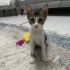 Dobby kocaman gözleriyle sevgi dolu ailesini arıyor fotoğraf