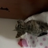 Aşıları Herşeyi tam yavru kedi fotoğraf
