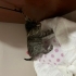 Aşıları Herşeyi tam yavru kedi fotoğraf