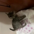 Aşıları Herşeyi tam yavru kedi fotoğraf