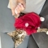 Sevimli ilgi bağımlısı bir kumpir fotoğraf