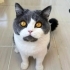 Robin yuva arıyor fotoğraf